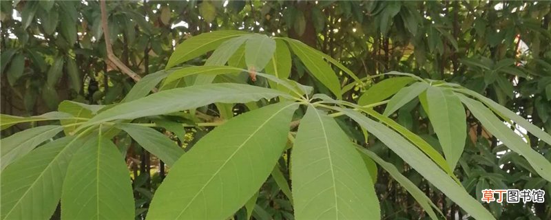 如何让七叶树生长快，施什么肥生长快