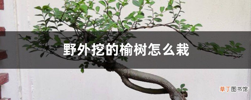 野外挖的榆树怎么栽，怎么样成活率高