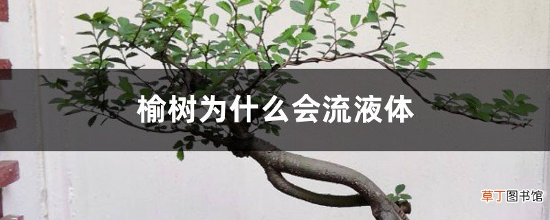 榆树腐烂流液体，伤口流液怎么处理