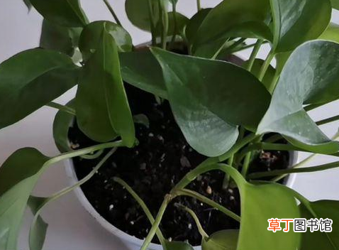 绿萝叶子发黄怎么补救？