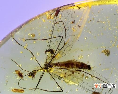 琥珀形成的条件