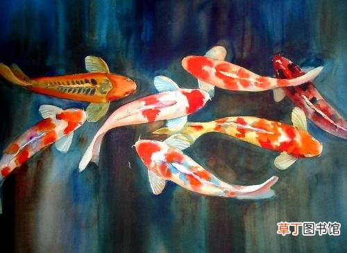 锦鲤的饲养