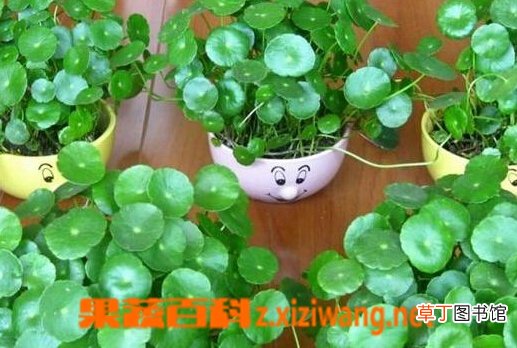 碗莲如何种植 碗莲种植方法图解