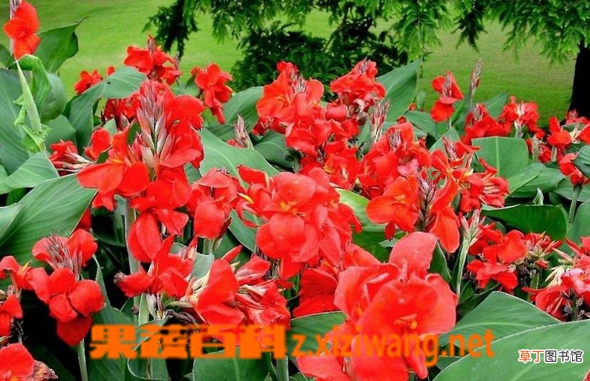 美人蕉如何养殖 美人蕉的养殖方法技巧