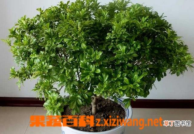 米兰花怎么养 米兰花的养殖方法技巧