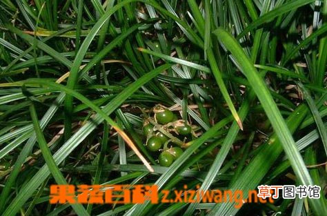 天门冬的功效与作用