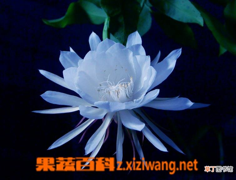 昙花为什么不开花 昙花不开花的解决办法