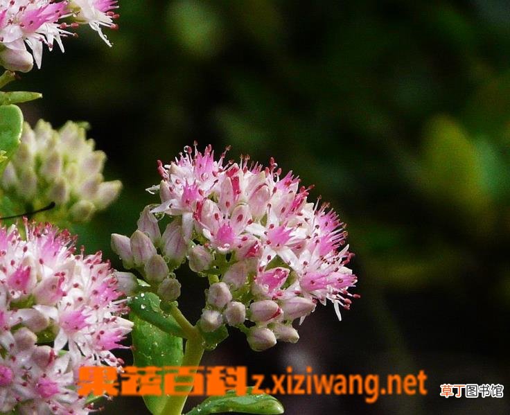 八宝景天图片 八宝景天的养殖方法