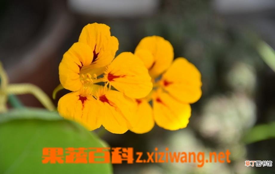 旱金莲图片 旱金莲种植方法教程