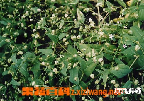 五灵脂的功效与作用