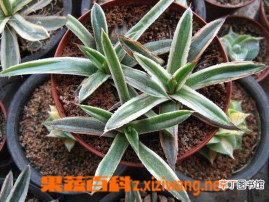 龙舌兰科辉山的养殖方法