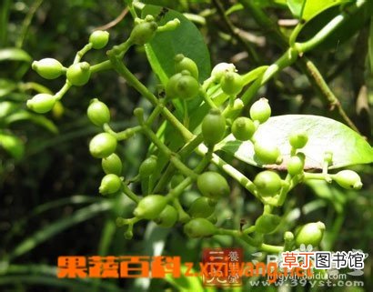 茜草的功效与作用