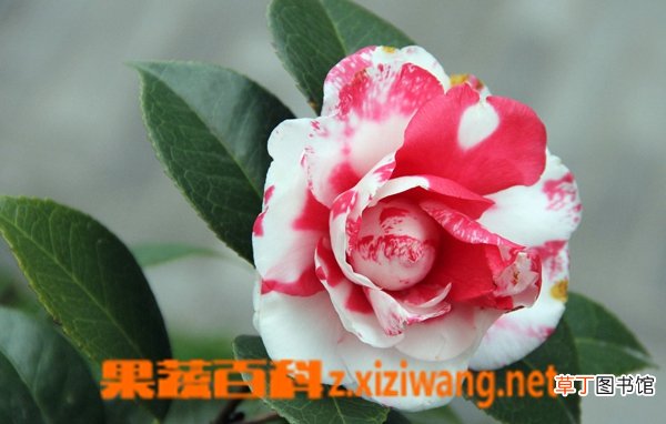 茶梅如何养殖 盆栽茶梅的养殖方法