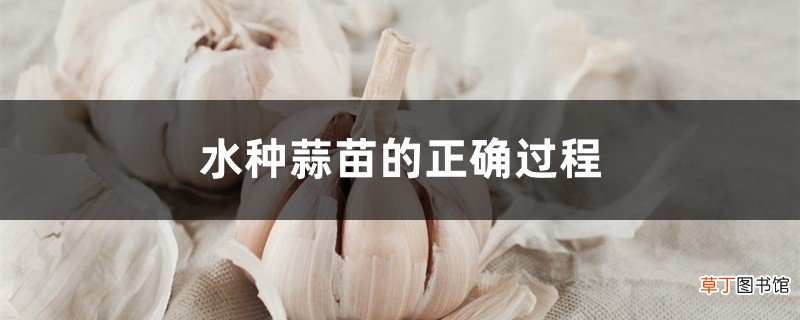 水种蒜苗的正确过程