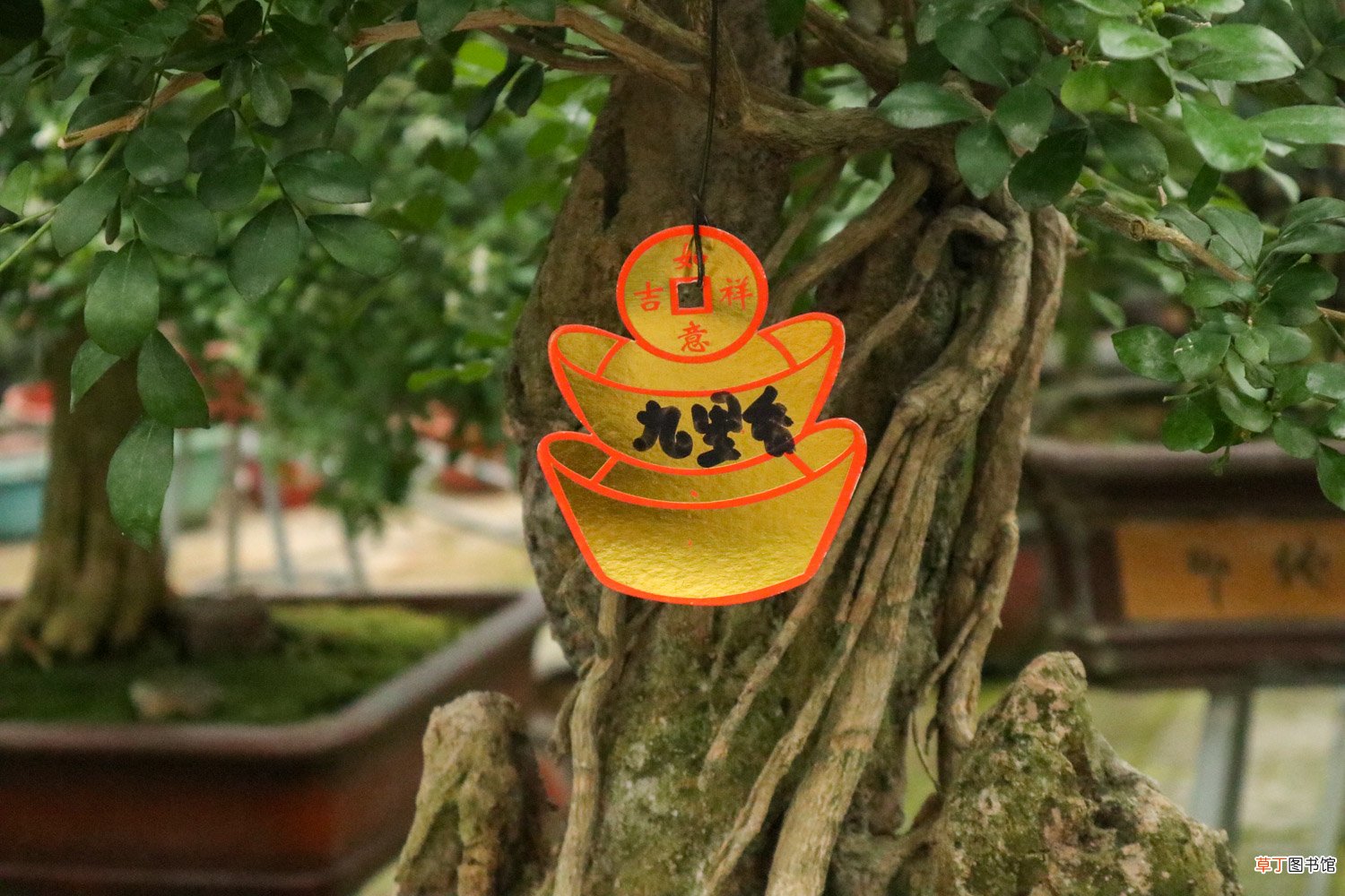 九里香适合深盆还是浅盆，选盆有什么要求