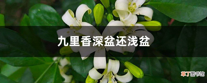九里香适合深盆还是浅盆，选盆有什么要求