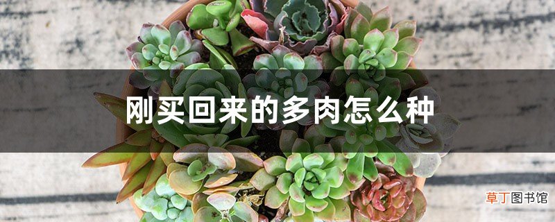 刚买回来的多肉怎么种，要洗根吗