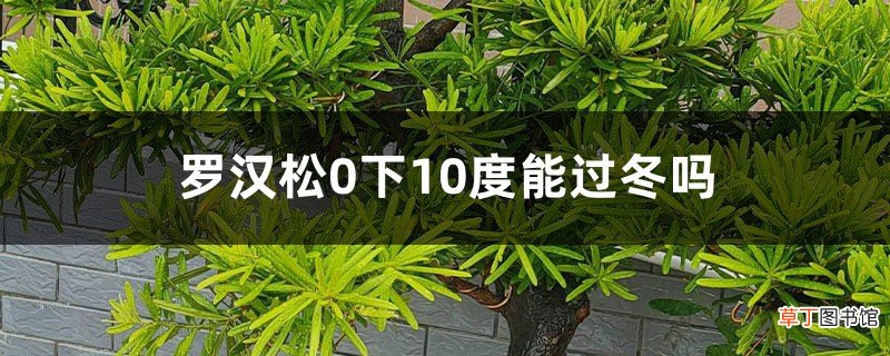 罗汉松如何安全过冬，0下10度能过冬吗