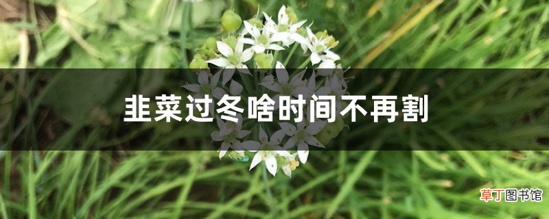 韭菜过冬啥时间不再割，北方割到几月份