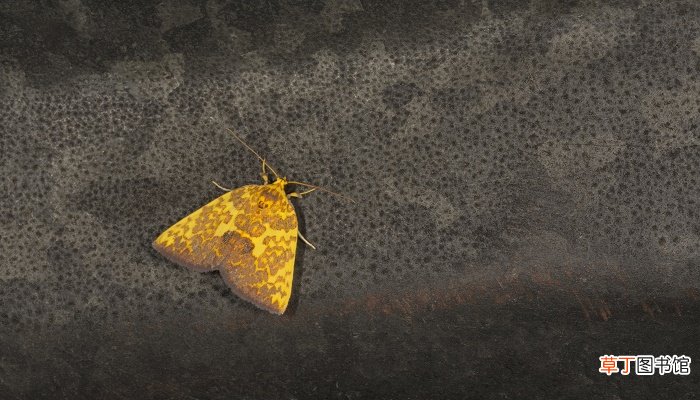 梦见家里地上到处是虫子