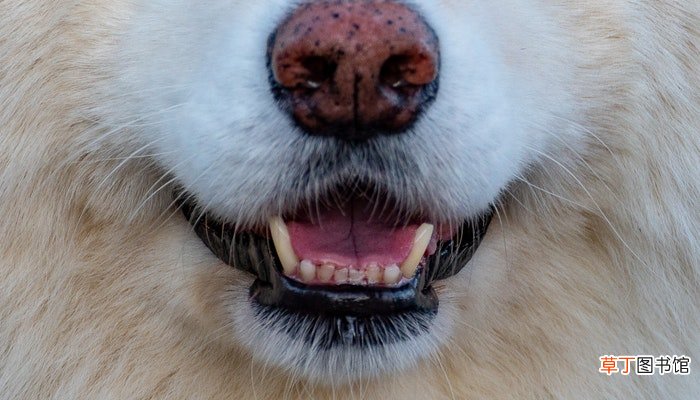雪橇犬有几种