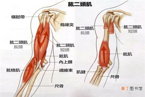一头肌是在什么部位