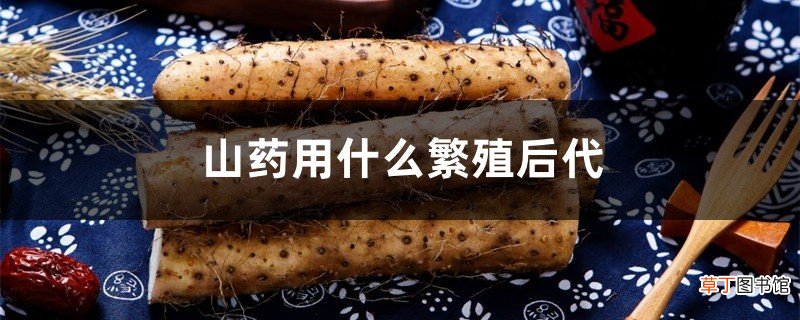山药用什么繁殖后代，山药在家的种植方法