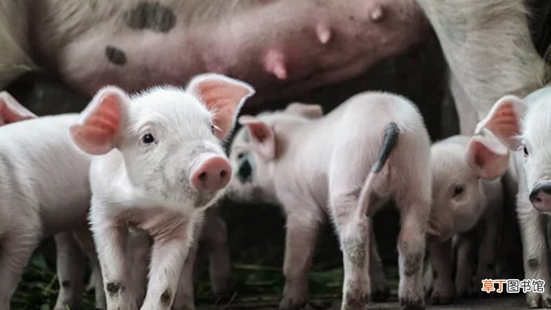 母猪产后不食打什么针