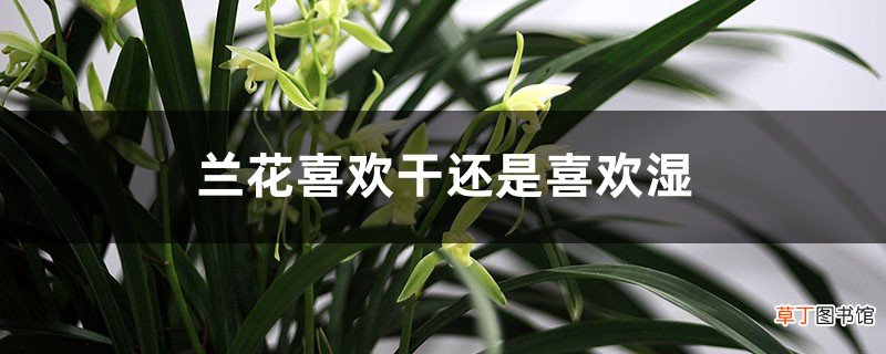 兰花喜欢干还是喜欢湿，浇水时间和方法介绍