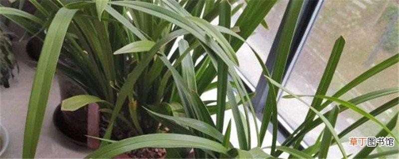 附挽救方法 兰花水大和缺水的区别