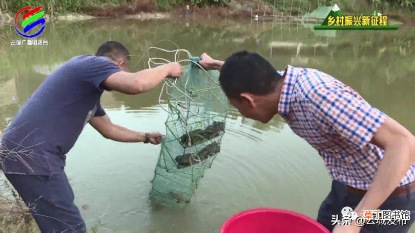 淡水虾养殖周期 龙虾养多久