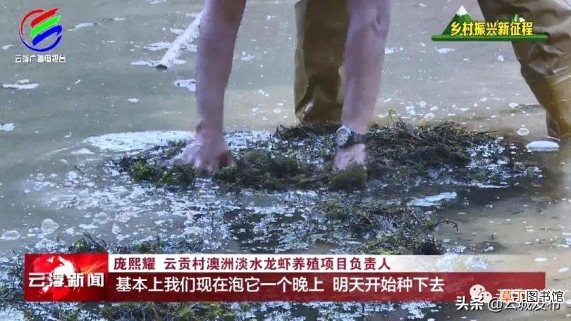 淡水虾养殖周期 龙虾养多久
