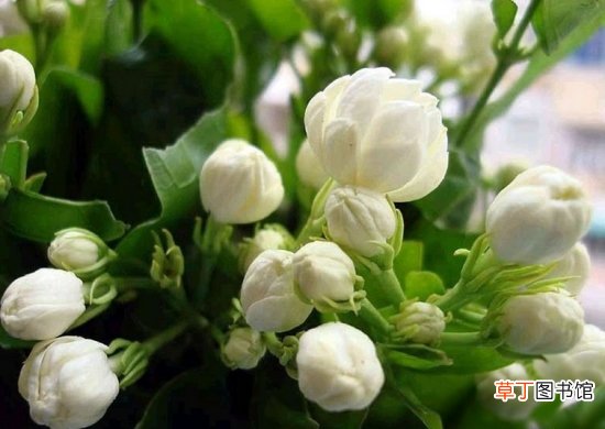 茉莉花怎么繁殖扦插