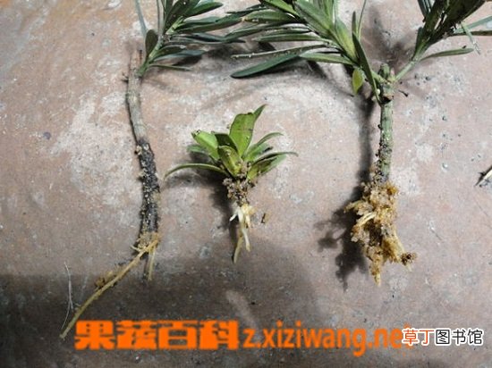 罗汉松的繁殖方法 罗汉松扦插繁殖技术教程