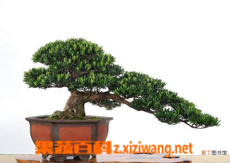 罗汉松的繁殖方法 罗汉松扦插繁殖技术教程