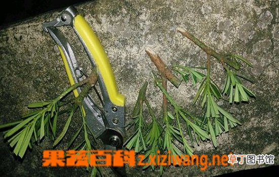 罗汉松的繁殖方法 罗汉松扦插繁殖技术教程