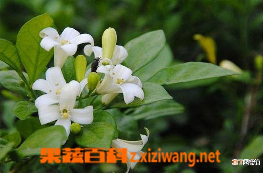 米兰花的养殖方法 养殖米兰花的注意事项