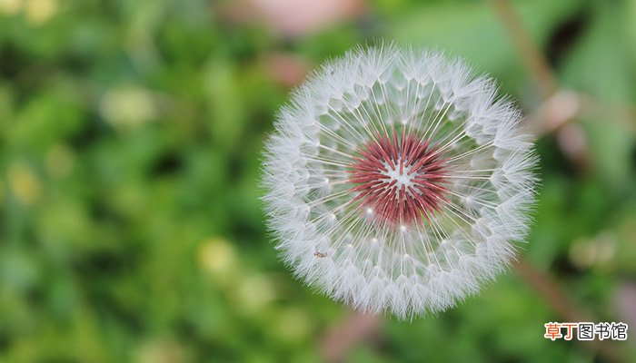 什么花的花语是等待