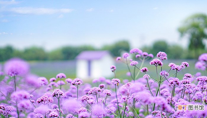 什么花的花语是陪伴