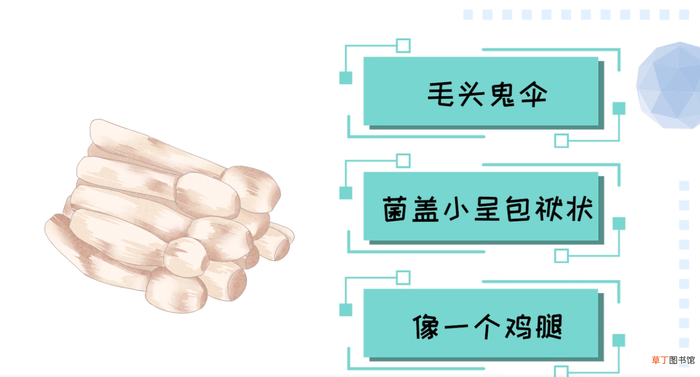 鸡腿菇和杏鲍菇的区别