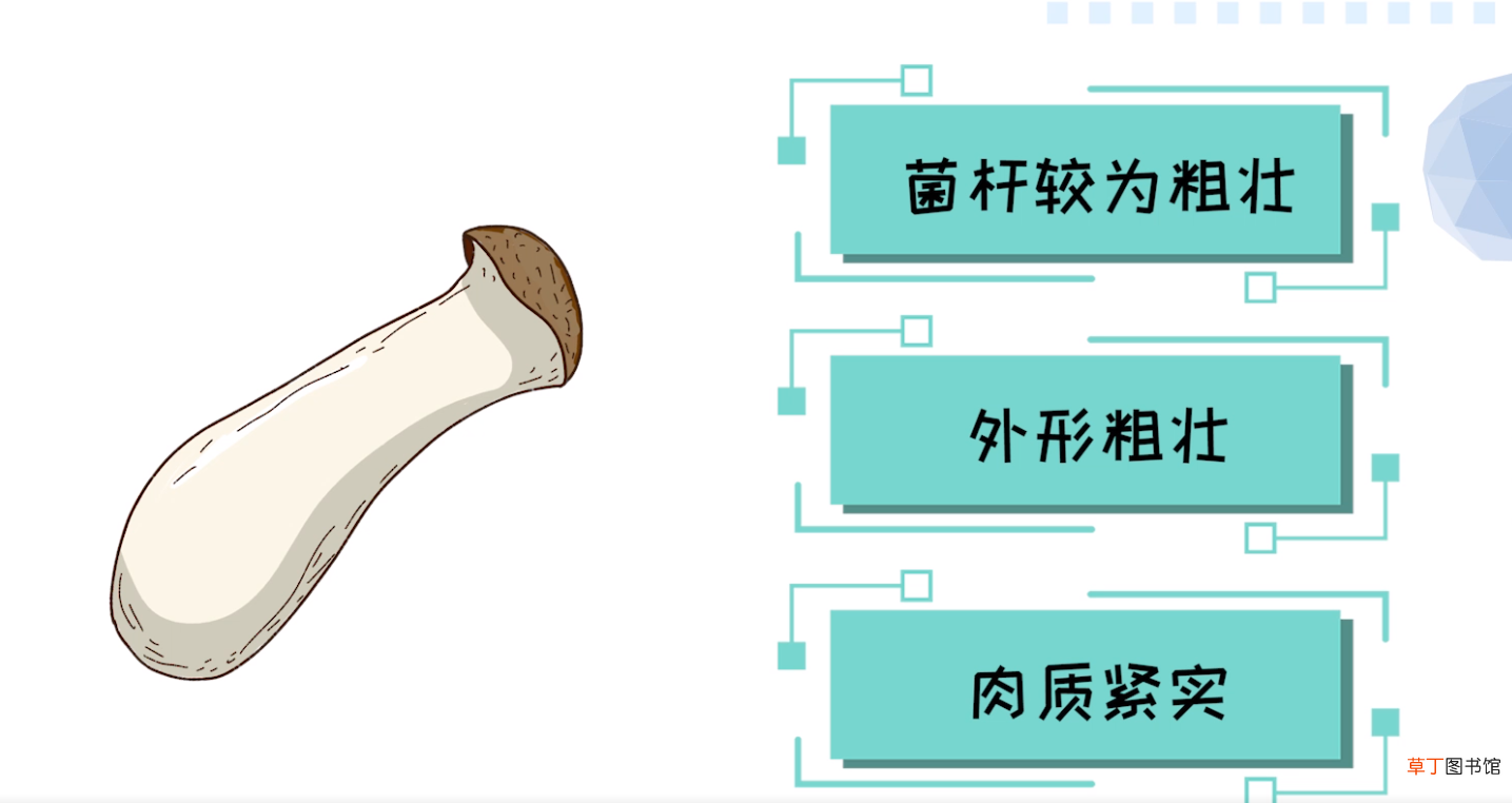 鸡腿菇和杏鲍菇的区别