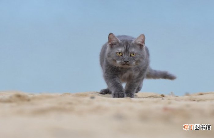 猫砂属于什么垃圾