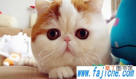 猫咪益生菌怎么选 猫咪益生菌可以用酸奶代替吗