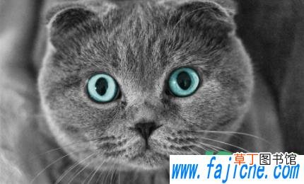猫咪益生菌怎么选 猫咪益生菌可以用酸奶代替吗
