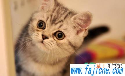猫咪益生菌怎么选 猫咪益生菌可以用酸奶代替吗