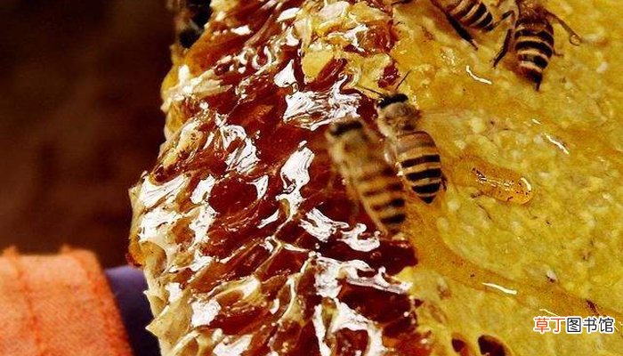 野生蜂蜜和家养蜂蜜的区别