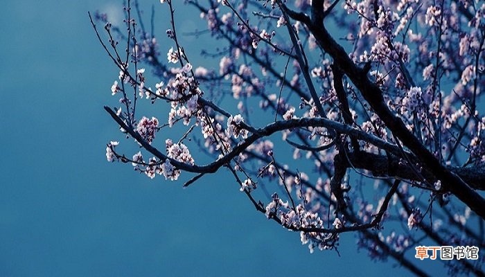 什么花的花语是坚强