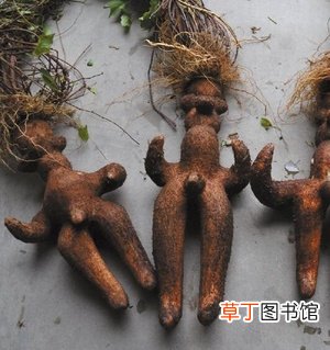 何首乌导致肝损害例子太多了！知道2个用药禁忌可保命，告诉家人