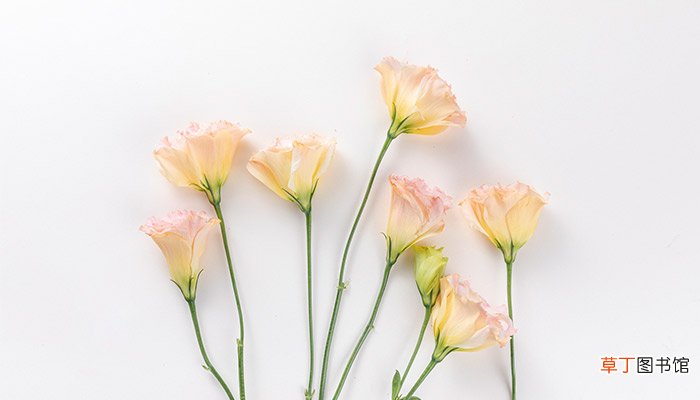 什么花的花语是守护