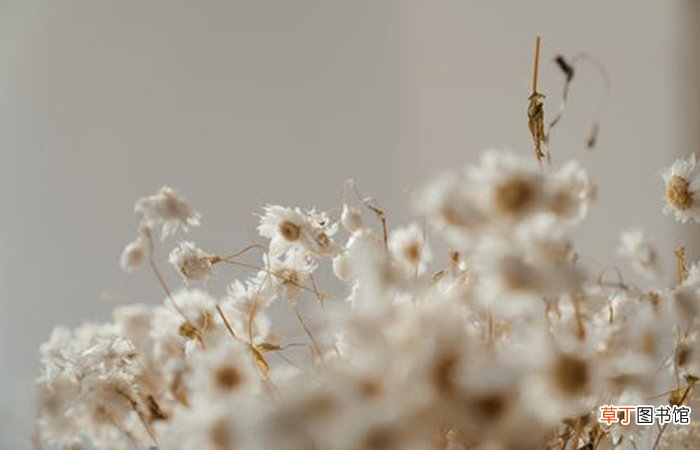 雏菊的花语是